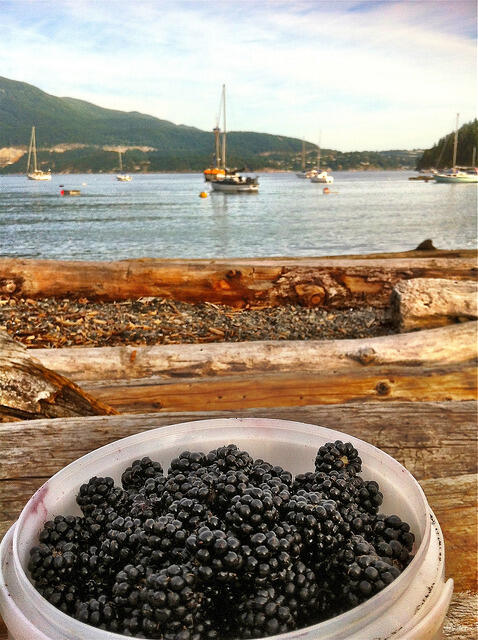 Blackberries at Deep Bay